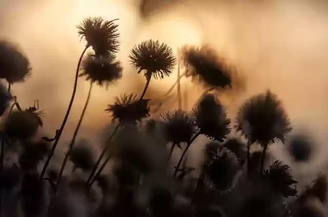 Free download flowers grass plant nature free picture to be edited with GIMP free online image editor