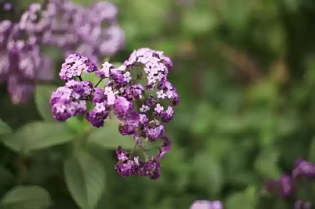 Free download Flowers Hub Nature -  free free photo or picture to be edited with GIMP online image editor