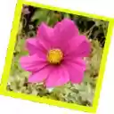 Flower Shuffle  screen for extension Chrome web store in OffiDocs Chromium