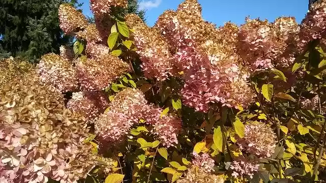 Free download Flowers Hydrangea Colorful -  free photo or picture to be edited with GIMP online image editor