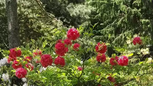 Gratis download Bloemen Hortensia's Zomer - gratis foto of afbeelding om te bewerken met GIMP online beeldbewerker