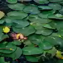 Flowers in the leaves  screen for extension Chrome web store in OffiDocs Chromium