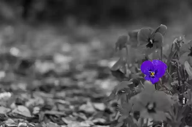 Free download Flowers In The Sand Spring Flower -  free photo or picture to be edited with GIMP online image editor