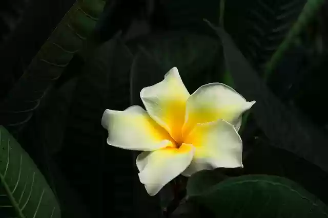 Free download Flowers Invited To Visit Spring -  free photo or picture to be edited with GIMP online image editor