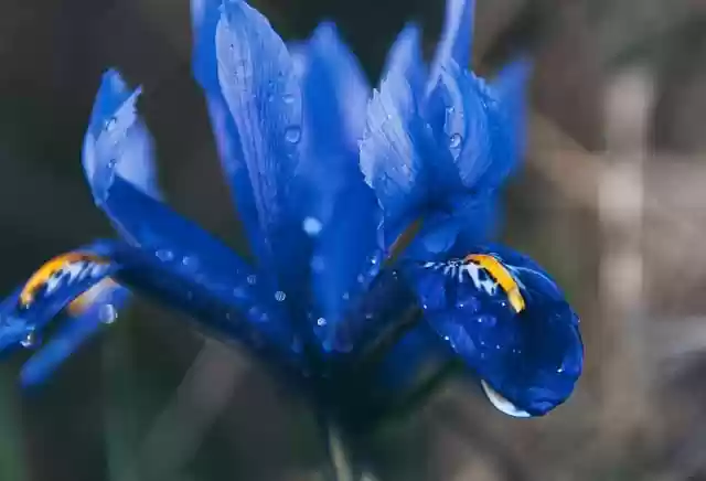 Free download flowers iris plant flora blue free picture to be edited with GIMP free online image editor