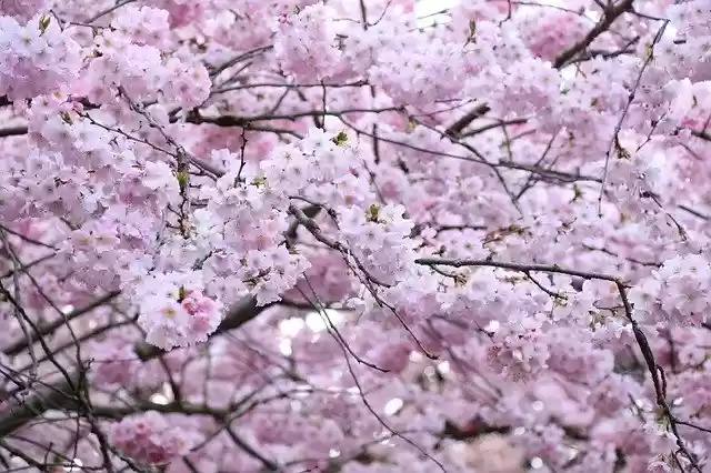 Download gratuito di fiori fiori di ciliegio giapponesi: foto o immagini gratuite da modificare con l'editor di immagini online GIMP