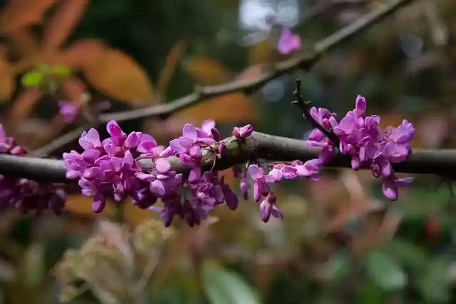 Free download Flowers Judas Tree Spring -  free photo or picture to be edited with GIMP online image editor