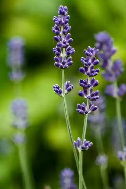 Free download flowers lavender sunlight bokeh free picture to be edited with GIMP free online image editor