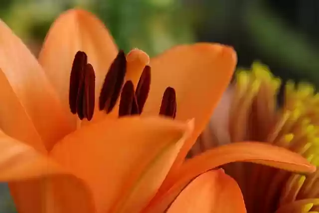 Free download flowers lily orange flowers free picture to be edited with GIMP free online image editor