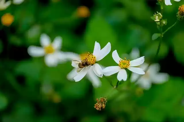 Free download flowers little chrysanthemum bee free picture to be edited with GIMP free online image editor