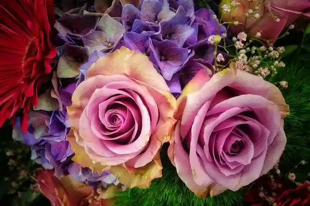 Free download Flowers Macro Nature -  free photo or picture to be edited with GIMP online image editor