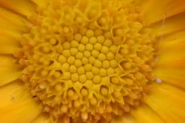 Free download Flowers Macro Yellow -  free photo or picture to be edited with GIMP online image editor