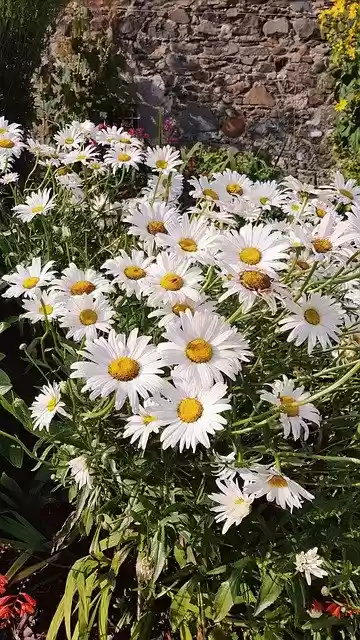 Free download Flowers Margaritas -  free photo or picture to be edited with GIMP online image editor