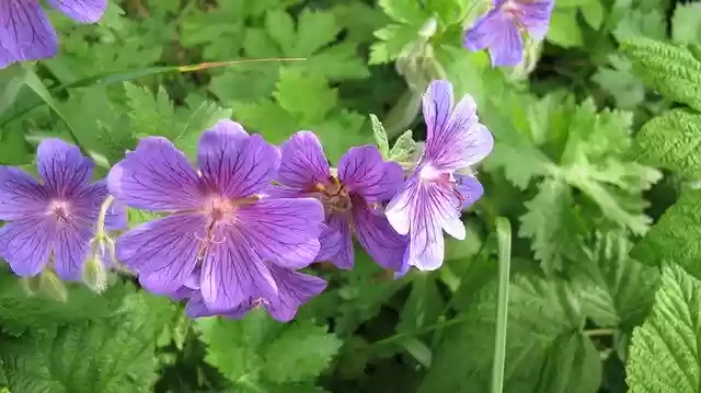 Free download Flowers Meadow -  free photo or picture to be edited with GIMP online image editor