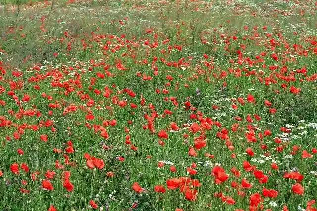 जीआईएमपी ऑनलाइन छवि संपादक के साथ संपादित करने के लिए मुफ्त डाउनलोड फूल घास का मैदान प्रकृति मुफ्त फोटो टेम्पलेट