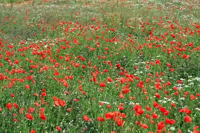 GIMP çevrimiçi görüntü düzenleyici ile düzenlenecek ücretsiz Flowers Meadow Nature ücretsiz fotoğraf şablonunu indirin