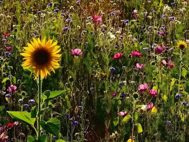 Free download Flowers Meadow Sunflower Flower -  free photo or picture to be edited with GIMP online image editor