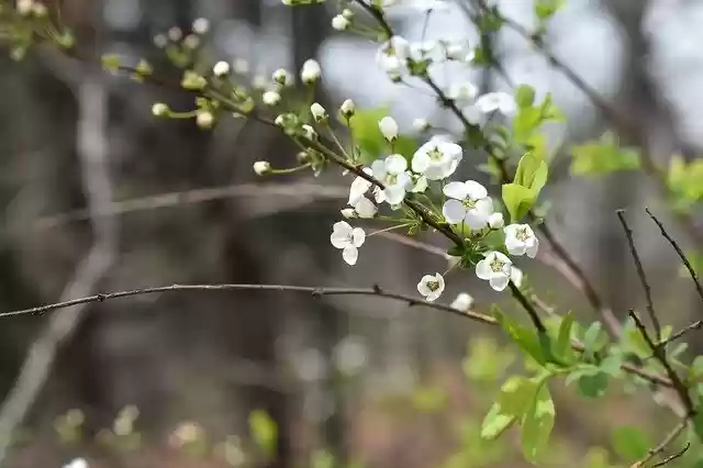 Free download Flowers Meadowsweet Trees -  free photo or picture to be edited with GIMP online image editor