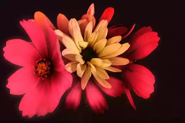 Free download Flowers Modern Summer -  free photo or picture to be edited with GIMP online image editor