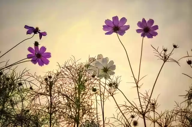 Free download Flowers Morning Nyc -  free photo or picture to be edited with GIMP online image editor