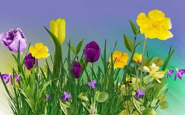 Free download Flowers Nature -  free photo or picture to be edited with GIMP online image editor