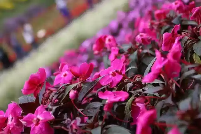 Free download Flowers Nature Tour -  free photo or picture to be edited with GIMP online image editor