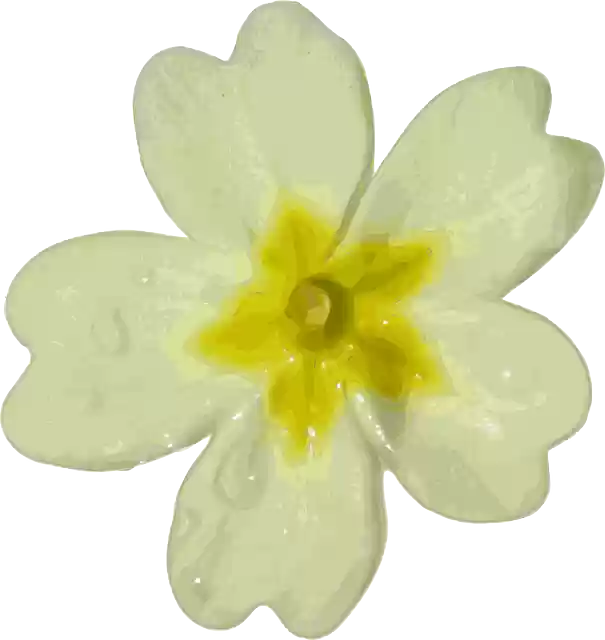Free download Flower Snowdrop Garden - Free vector graphic on Pixabay free illustration to be edited with GIMP free online image editor