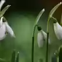 Flowers of love  screen for extension Chrome web store in OffiDocs Chromium