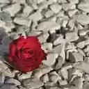 Flowers on rocks  screen for extension Chrome web store in OffiDocs Chromium