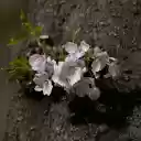 Flowers on the tree trunk  screen for extension Chrome web store in OffiDocs Chromium