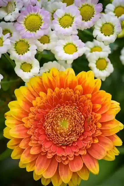 Free download Flowers Orange Bloom -  free photo or picture to be edited with GIMP online image editor