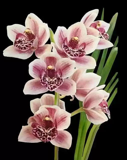 Free download Flowers Orchid Pink -  free free photo or picture to be edited with GIMP online image editor