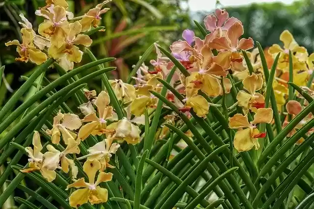 Ücretsiz indir Çiçekler Orkide Botanik Bahçesi - GIMP çevrimiçi resim düzenleyici ile düzenlenecek ücretsiz fotoğraf veya resim