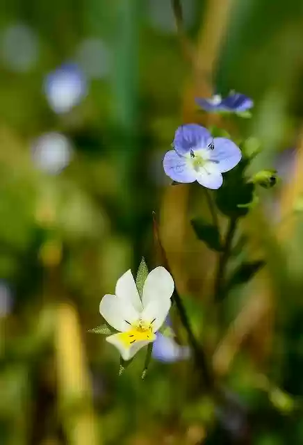 Free download Flowers Pansy Wild -  free photo or picture to be edited with GIMP online image editor
