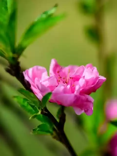 flowers petal red branch by OffiDocs - Flowerspetalredbranch .webp