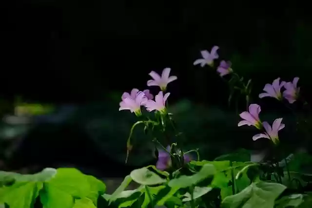 Free download flowers petals leaves buds free picture to be edited with GIMP free online image editor