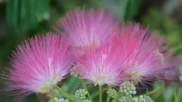 Free download Flowers Pink Nice -  free photo or picture to be edited with GIMP online image editor