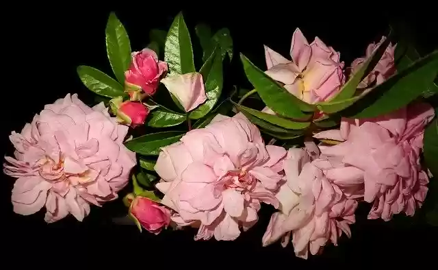 Free download Flowers Pink Roses -  free photo template to be edited with GIMP online image editor