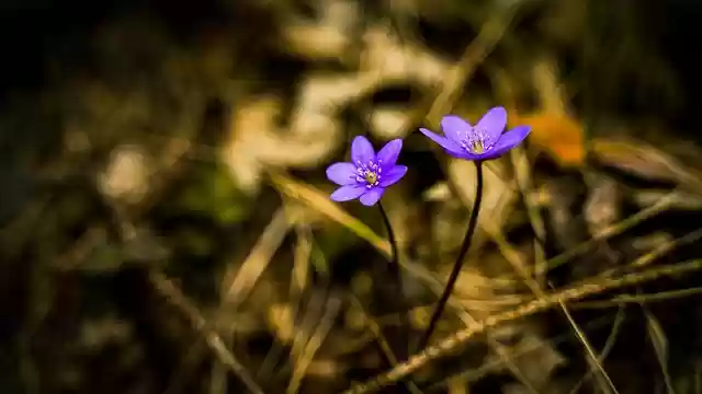 Free download flowers plant bloom spring nature free picture to be edited with GIMP free online image editor