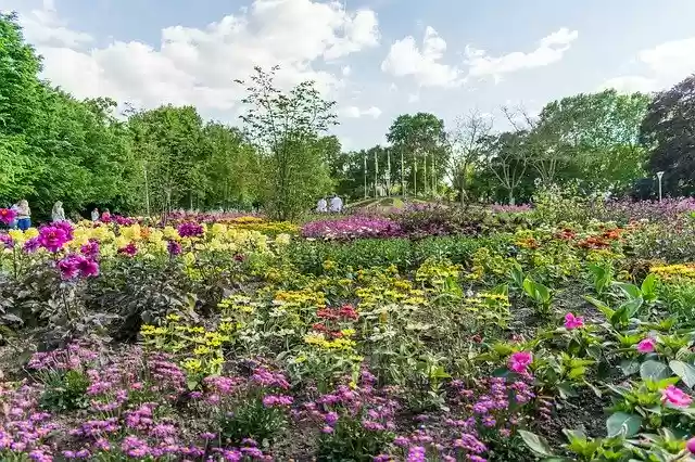 무료 다운로드 꽃 식물 Luisenpark - 무료 사진 또는 김프 온라인 이미지 편집기로 편집할 수 있는 사진