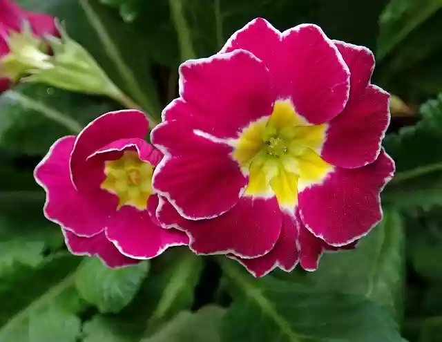 Free download Flowers Polyanthus Primrose -  free photo or picture to be edited with GIMP online image editor