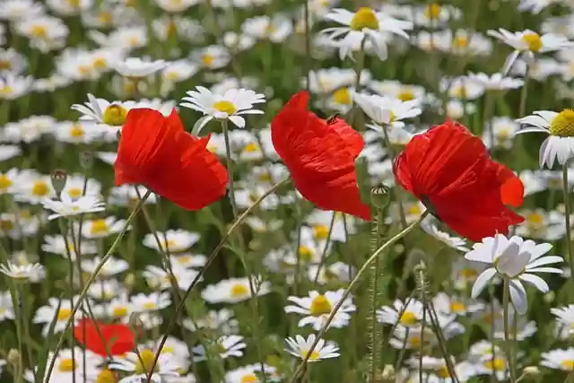 Free download flowers poppies blossoms field free picture to be edited with GIMP free online image editor