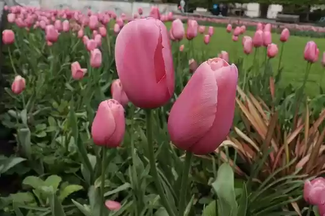 Free download Flowers Prato Nature -  free photo or picture to be edited with GIMP online image editor