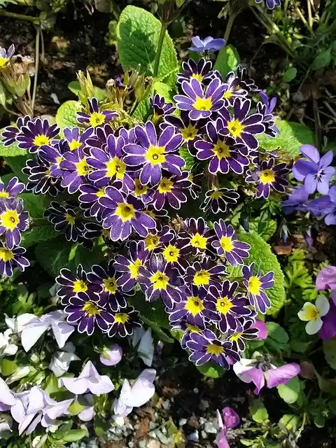 Free download Flowers Primrose Purple-Yellow -  free photo or picture to be edited with GIMP online image editor