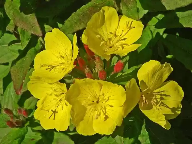 Free download Flowers Primroses Yellow -  free photo or picture to be edited with GIMP online image editor