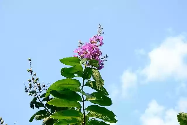 Free download Flower Spring Sky -  free photo or picture to be edited with GIMP online image editor