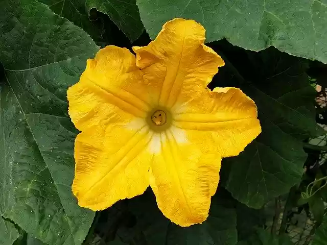 Free download Flowers Pumpkin Nature -  free photo or picture to be edited with GIMP online image editor