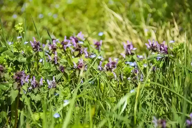 Free download Flowers Purple Background -  free photo or picture to be edited with GIMP online image editor
