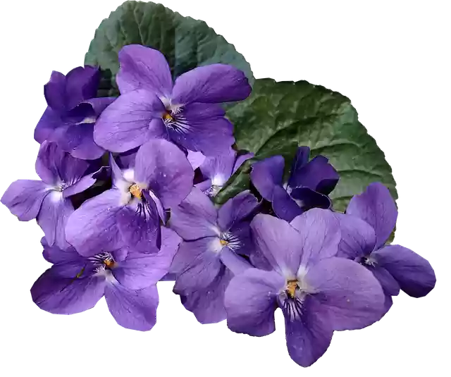 Descarga gratuita Flowers Purple Violets - foto o imagen gratis y gratuita para editar con el editor de imágenes en línea GIMP