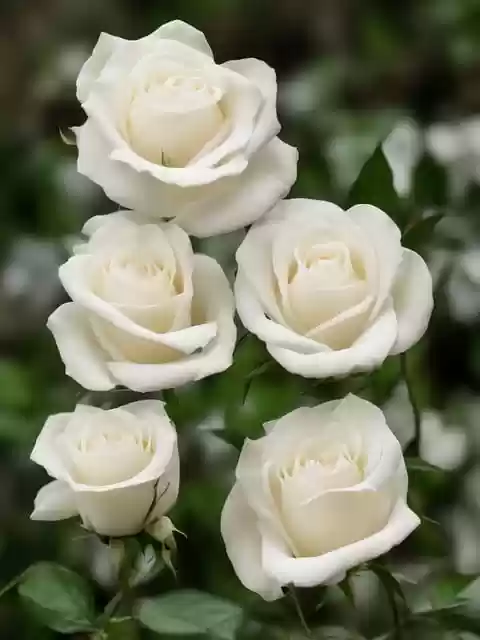 Libreng pag-download ng mga bulaklak rosebush bakuran puting rosas libreng larawan na i-edit gamit ang GIMP libreng online na editor ng imahe
